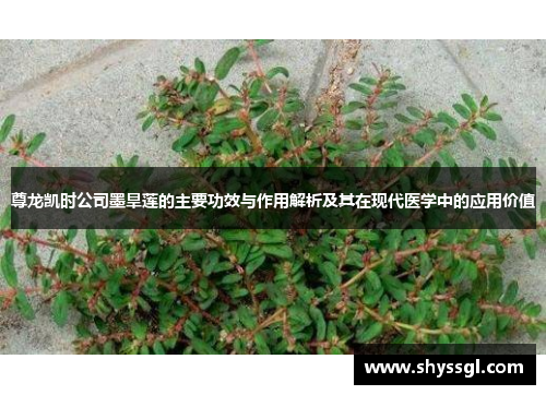 尊龙凯时公司墨旱莲的主要功效与作用解析及其在现代医学中的应用价值